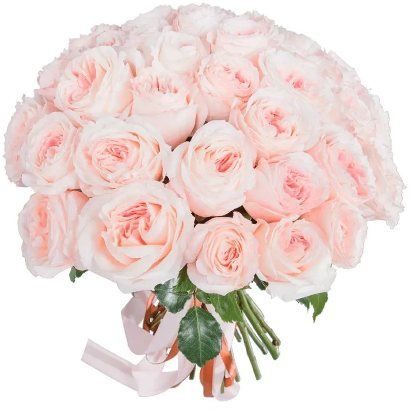 Розы Пионовидные нежно розовые